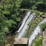 Dragonfly Oasis
